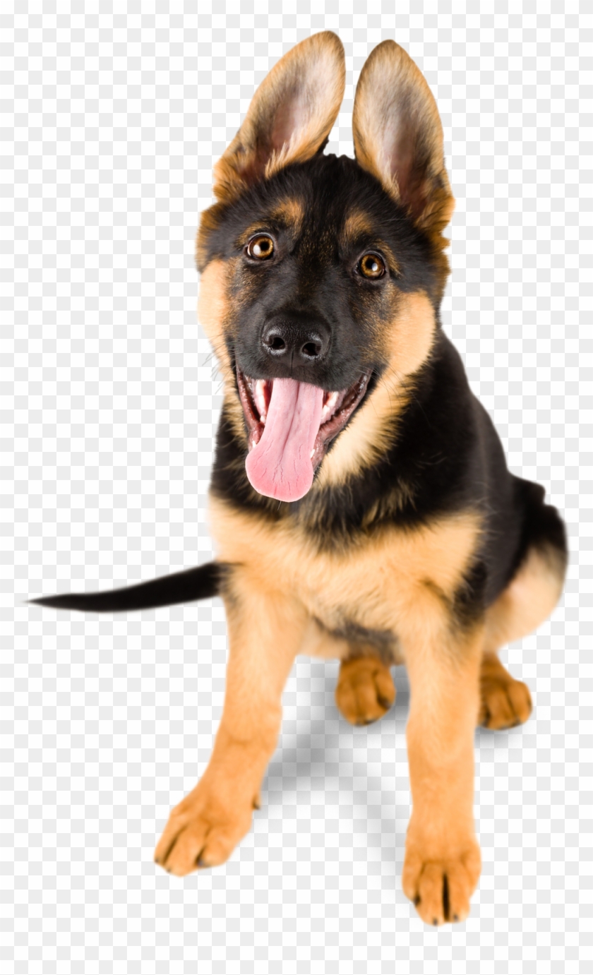 Detail German Shepherd Puppy Clipart Nomer 14