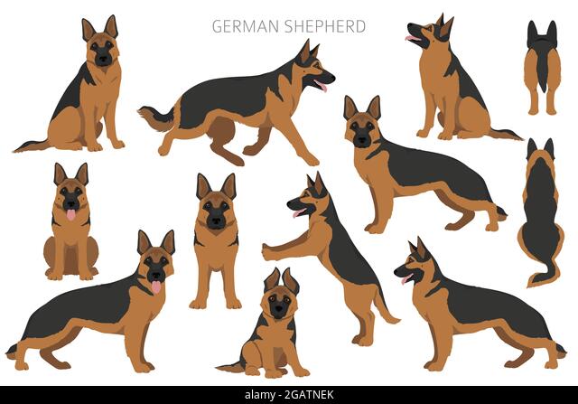 Detail German Shepherd Puppy Clipart Nomer 24