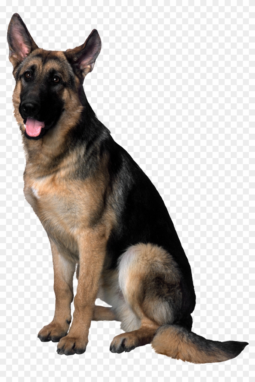 Detail German Shepherd Puppy Clipart Nomer 29