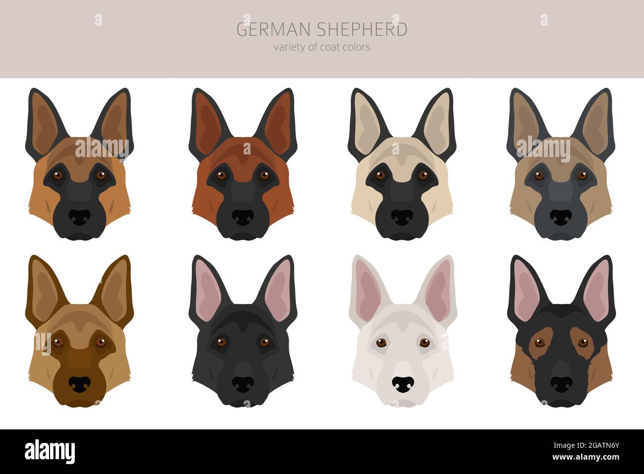 Detail German Shepherd Puppy Clipart Nomer 35