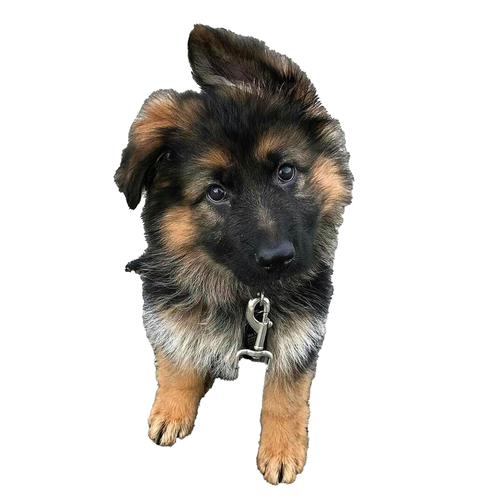 Detail German Shepherd Puppy Clipart Nomer 50