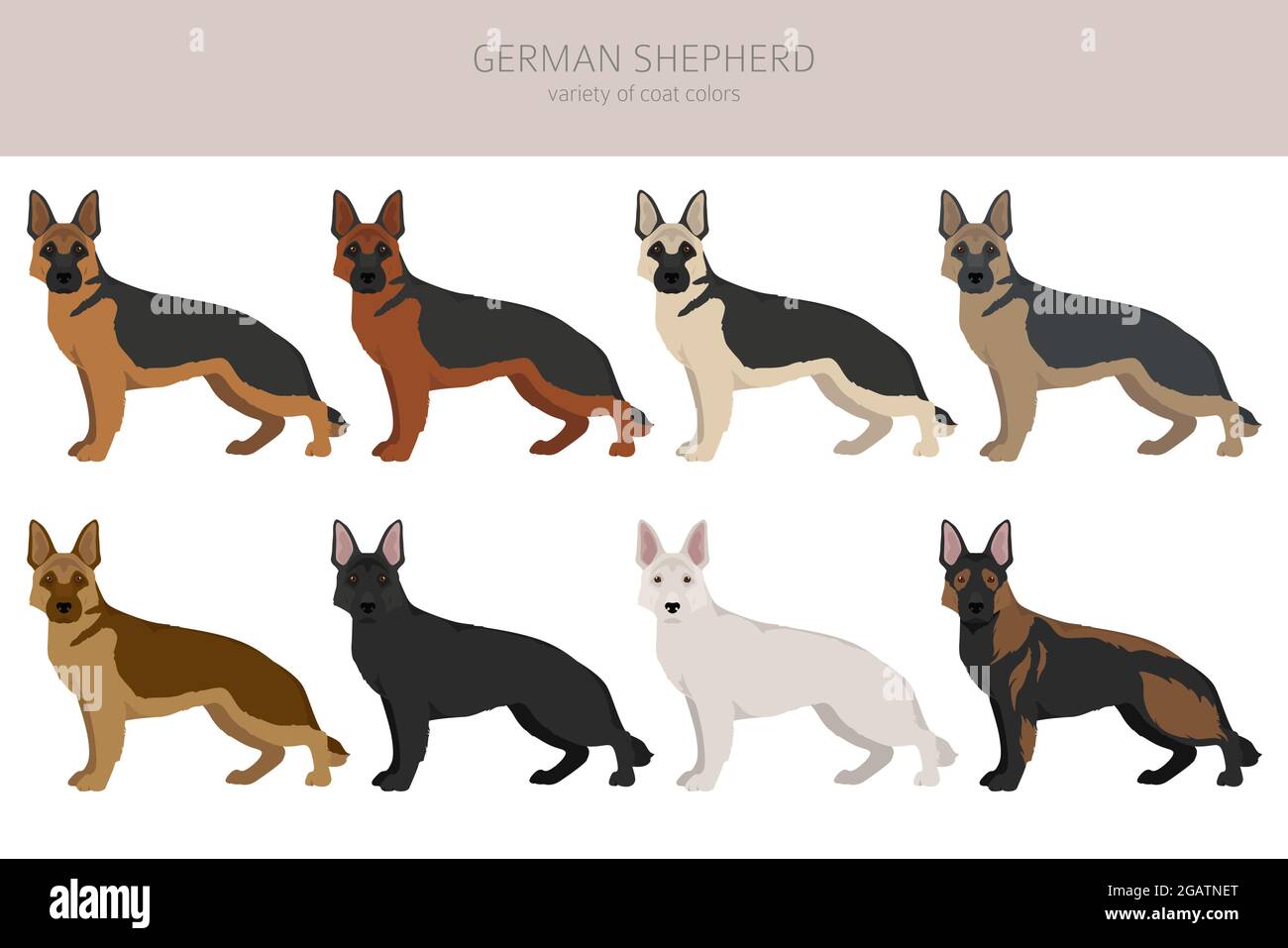 Detail German Shepherd Puppy Clipart Nomer 52