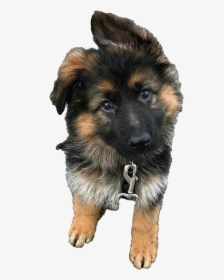 Detail German Shepherd Puppy Png Nomer 11