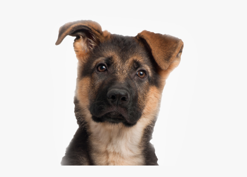 Detail German Shepherd Puppy Png Nomer 14