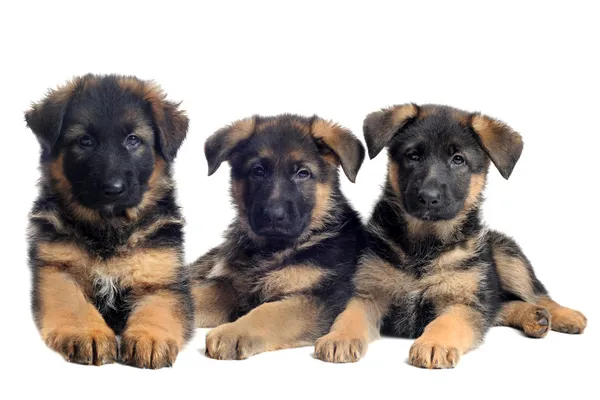 Detail German Shepherd Puppy Png Nomer 17