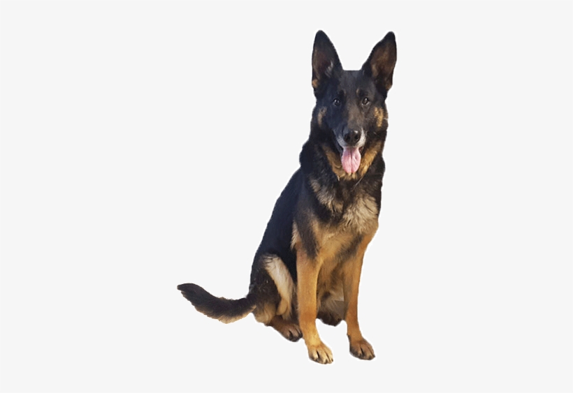 Detail German Shepherd Puppy Png Nomer 25