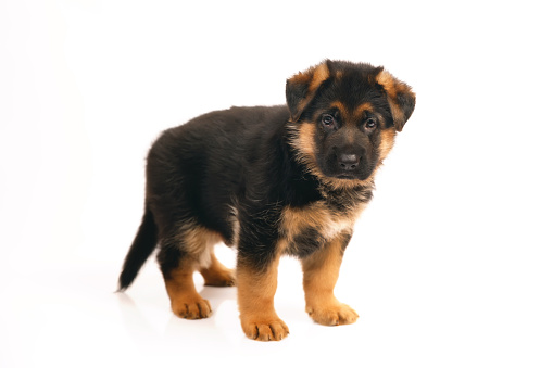 Detail German Shepherd Puppy Png Nomer 27