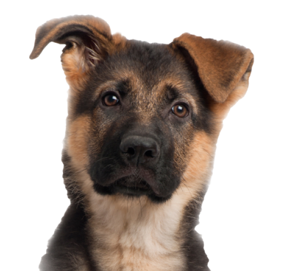 Detail German Shepherd Puppy Png Nomer 30