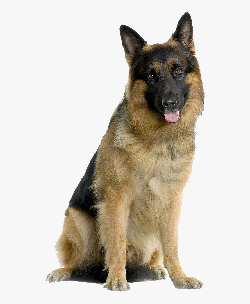 Detail German Shepherd Puppy Png Nomer 32