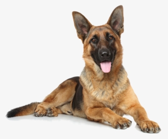 Detail German Shepherd Puppy Png Nomer 33