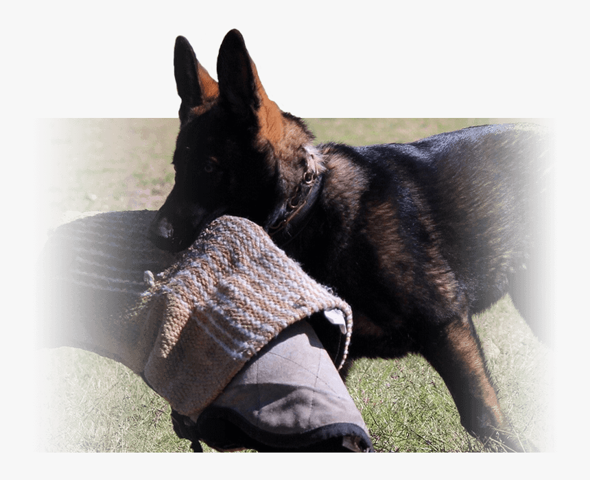 Detail German Shepherd Puppy Png Nomer 34