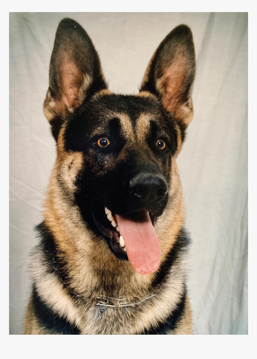 Detail German Shepherd Puppy Png Nomer 36