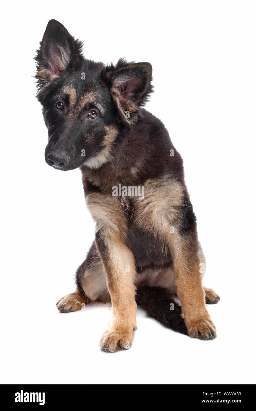 Detail German Shepherd Puppy Png Nomer 40