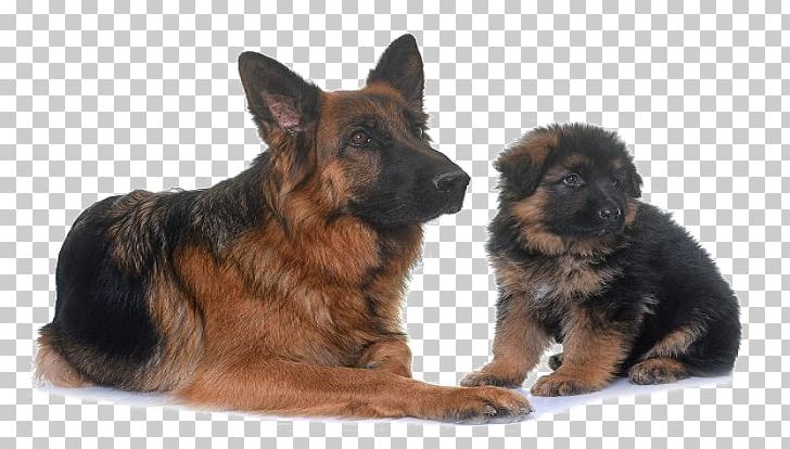 Detail German Shepherd Puppy Png Nomer 47