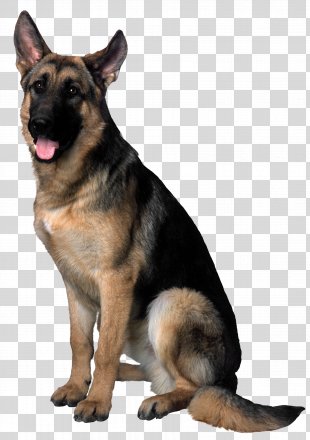 Detail German Shepherd Puppy Png Nomer 56