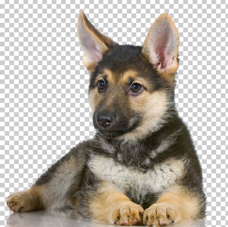 Detail German Shepherd Puppy Png Nomer 8