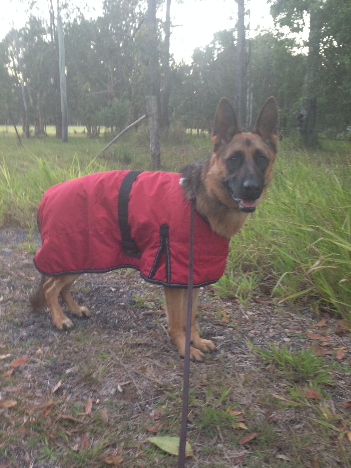 Detail German Shepherd Raincoat Nomer 21