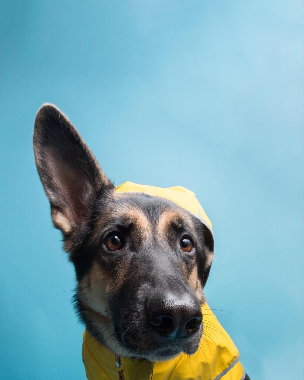 Detail German Shepherd Raincoat Nomer 24