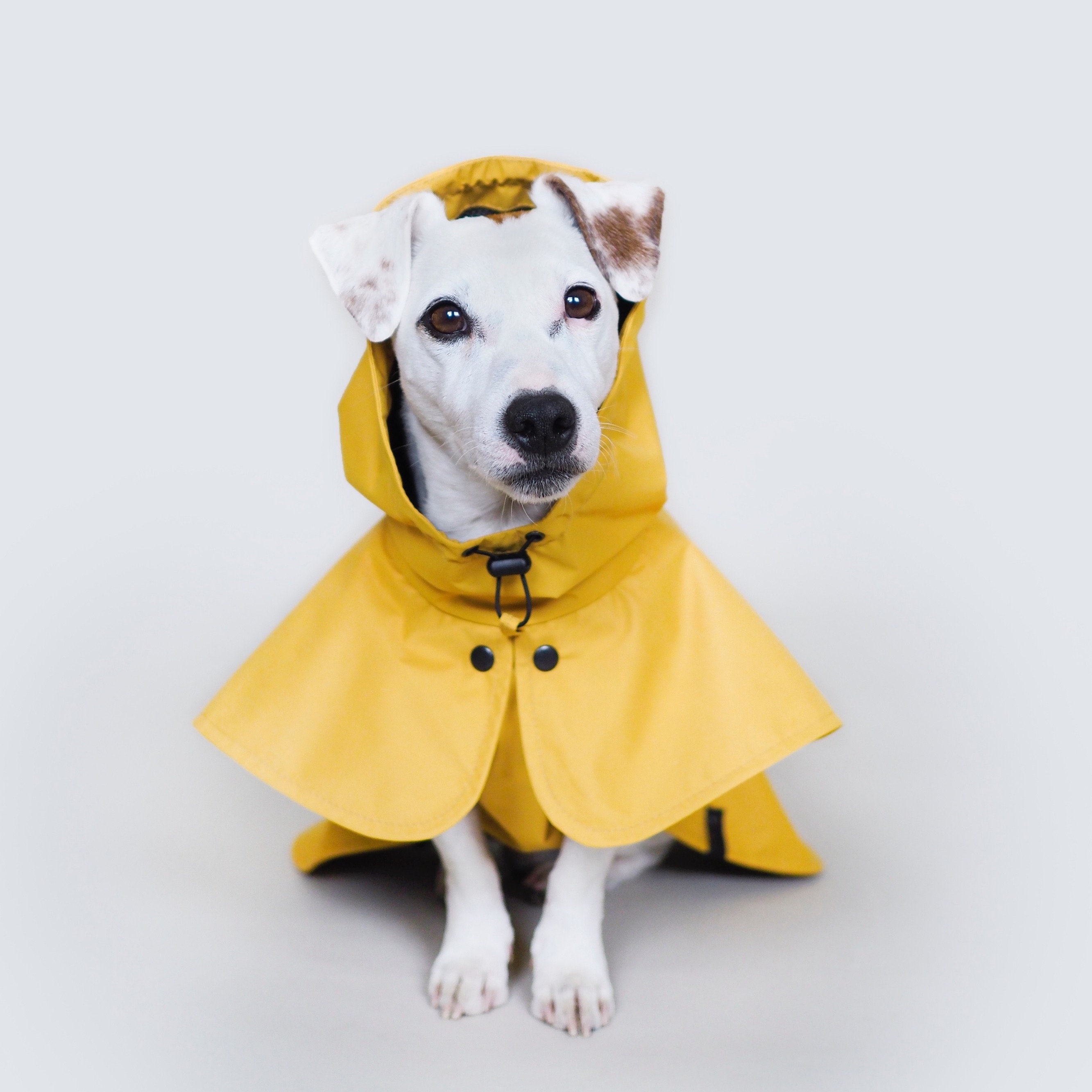 Detail German Shepherd Raincoat Nomer 37