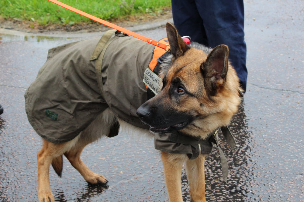 Detail German Shepherd Raincoat Nomer 39