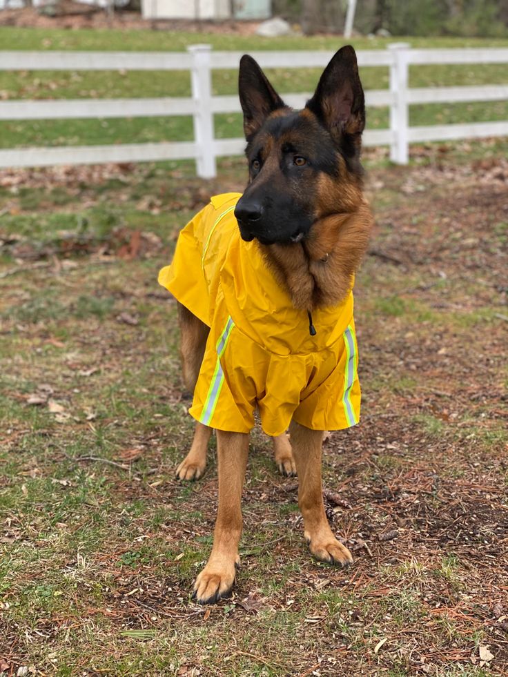 Detail German Shepherd Raincoat Nomer 6