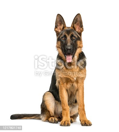 Detail German Shepherd Silhouette Sitting Nomer 17