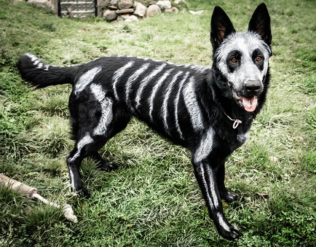 German Shepherd Skeleton Halloween - KibrisPDR