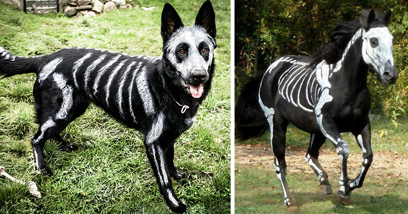 Detail German Shepherd Skeleton Halloween Nomer 12