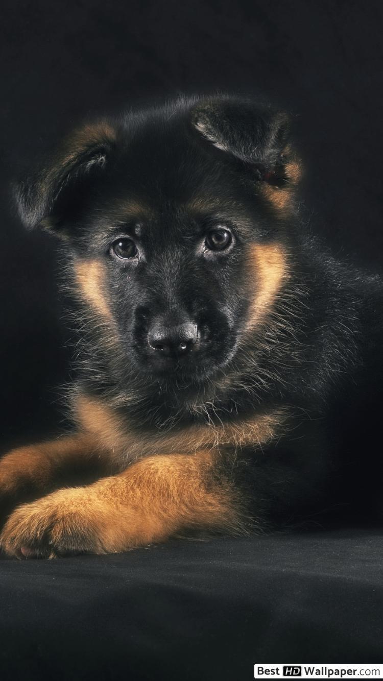 Detail German Shepherd Wallpaper Iphone Nomer 15