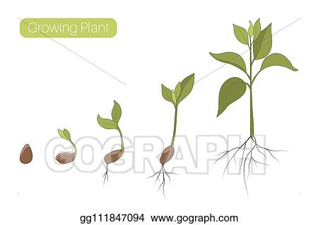 Detail Germination Clipart Nomer 10