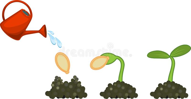 Detail Germination Clipart Nomer 21