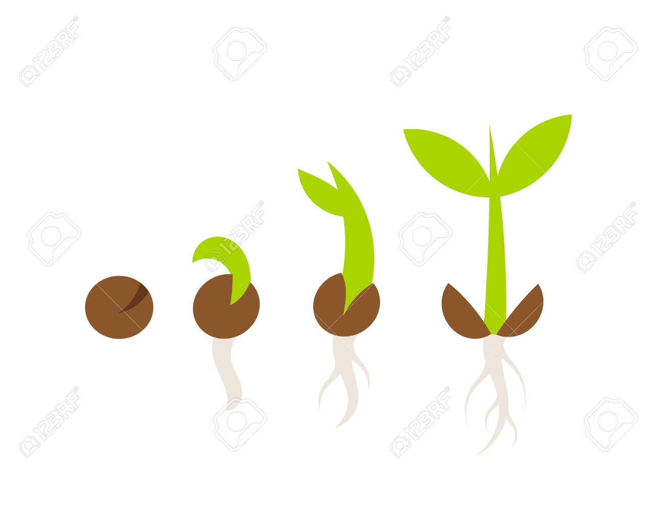 Detail Germination Clipart Nomer 23