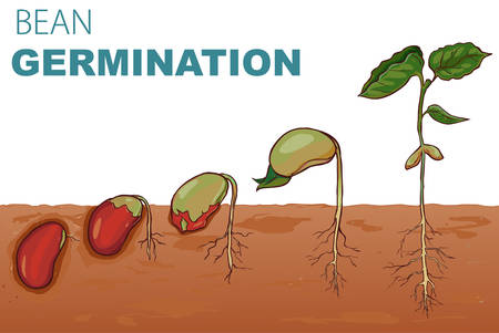 Detail Germination Clipart Nomer 26