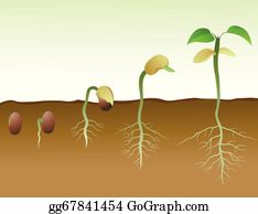 Detail Germination Clipart Nomer 3