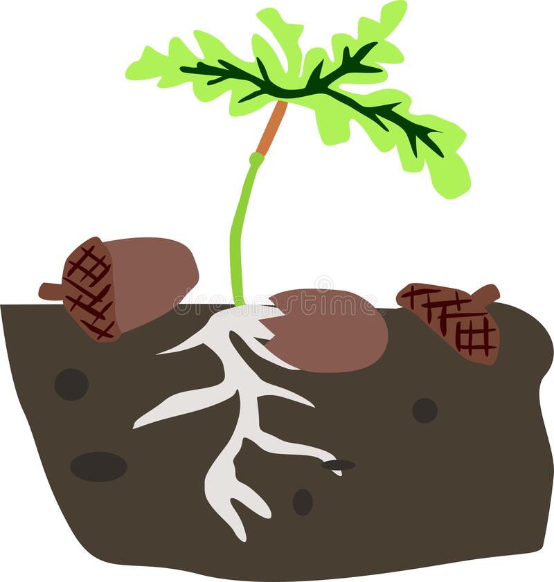 Detail Germination Clipart Nomer 36