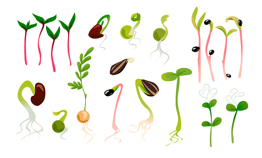 Detail Germination Clipart Nomer 41