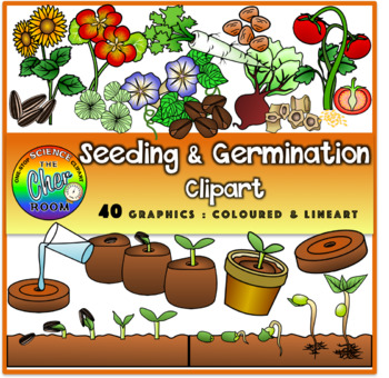 Detail Germination Clipart Nomer 42