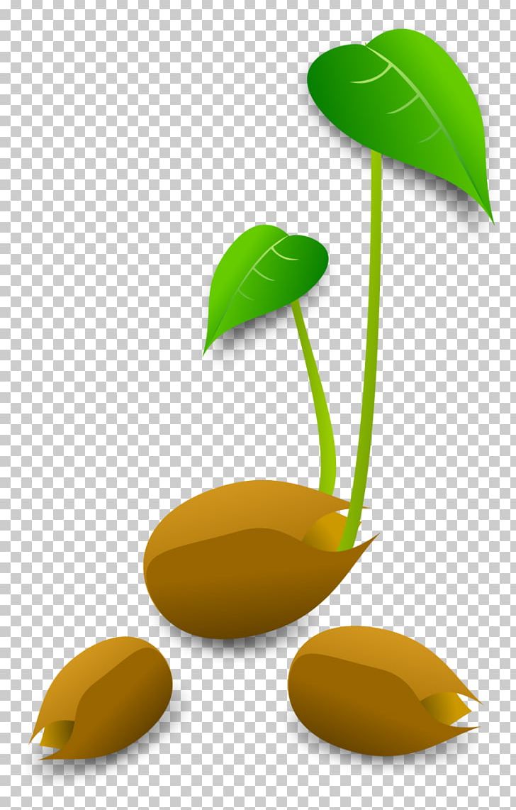 Detail Germination Clipart Nomer 43