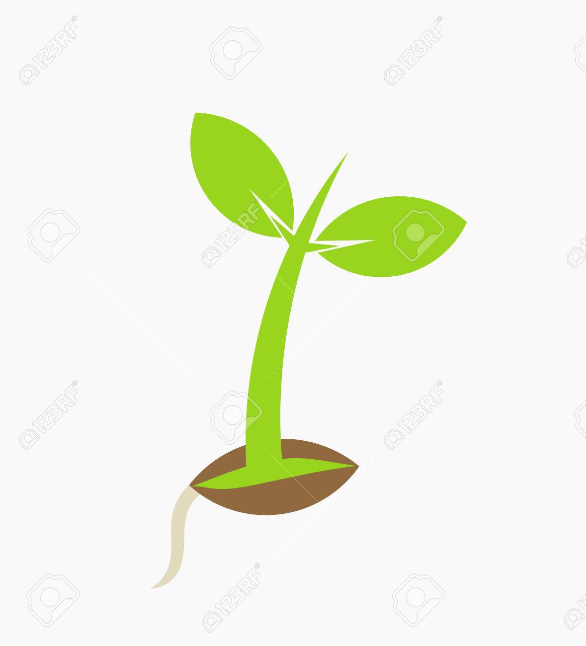 Detail Germination Clipart Nomer 45