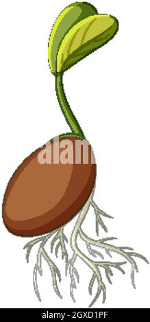 Detail Germination Clipart Nomer 47