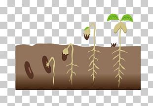 Detail Germination Clipart Nomer 50