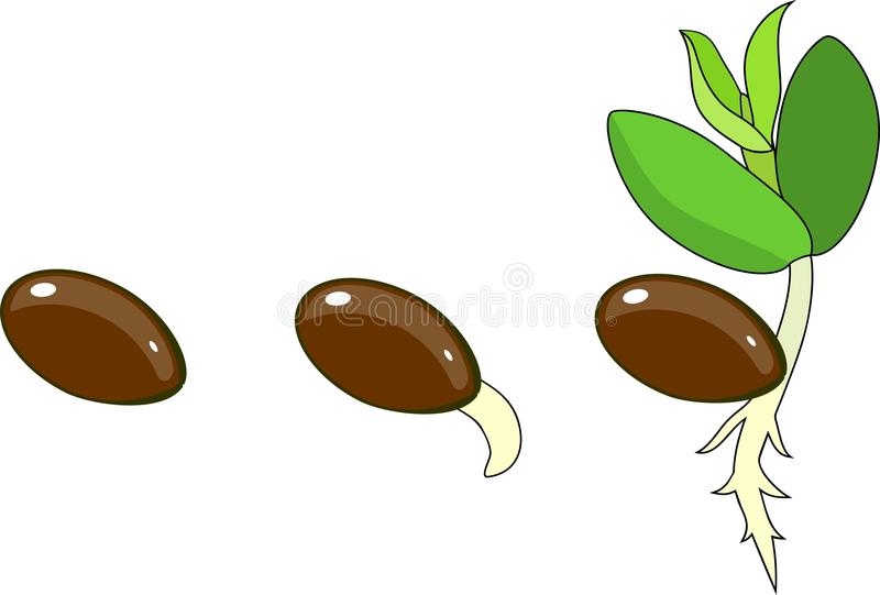 Detail Germination Clipart Nomer 7