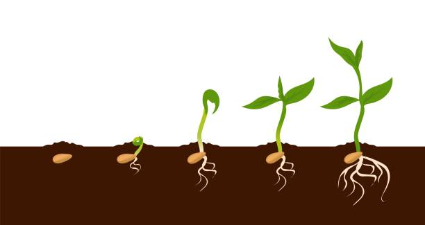 Detail Germination Clipart Nomer 8