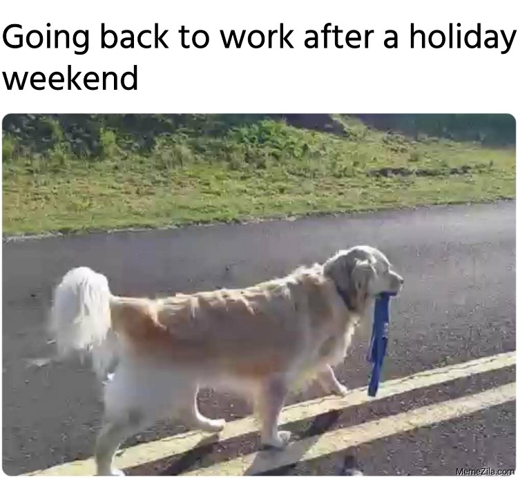 Detail Get Back To Work Meme Nomer 35