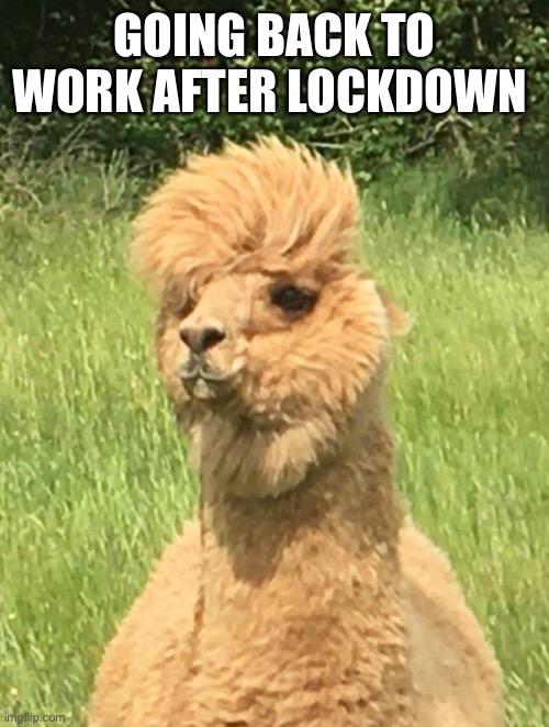 Detail Get Back To Work Meme Nomer 43