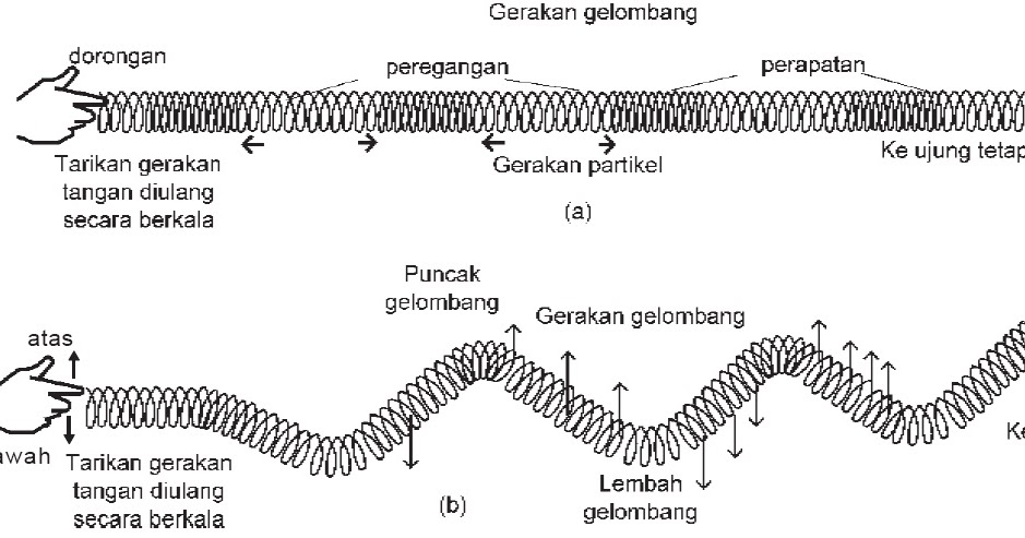 Detail Getaran Dan Gelombang Gambar Gelombang Longitudinal Serta Keterangan Nomer 20