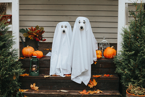 Detail Ghost Image Free Download Nomer 12