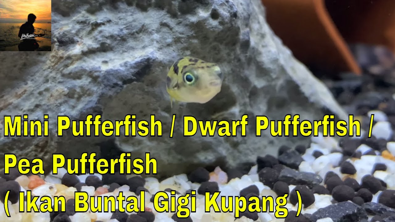 Detail Gigi Ikan Buntal Nomer 27
