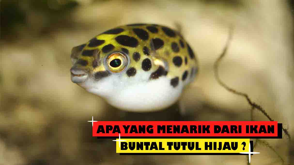 Detail Gigi Ikan Buntal Nomer 40