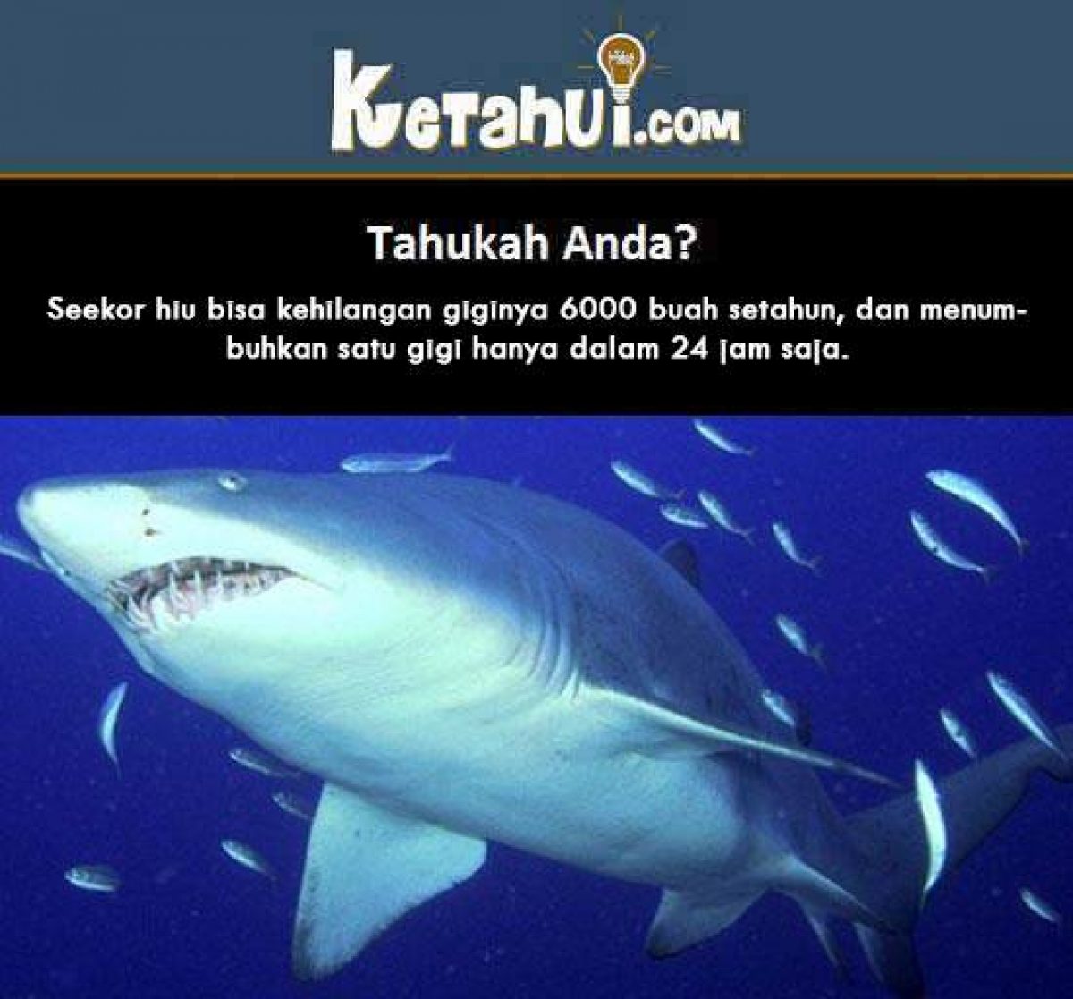 Detail Gigi Ikan Hiu Nomer 52